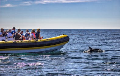 Dolfijnen en grotten 2 uur durende speedbootcruise vanuit Portimão